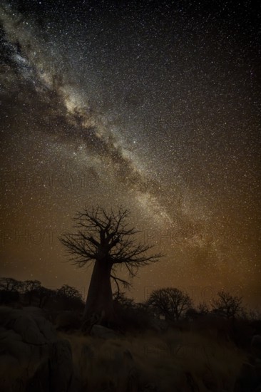 Silhouette of a baobab tree with starry sky and Milky Way, African baobab (Adansonia digitata), night shot, Kubu Island (Lekubu), Sowa Pan, Makgadikgadi Salt Pans, Botswana