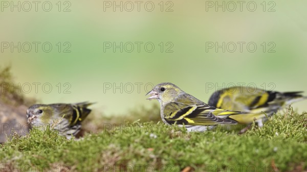 Siskin (Carduelis spinus), female sitting on moss, mossy ground, Wilnsdorf, North Rhine-Westphalia, Germany