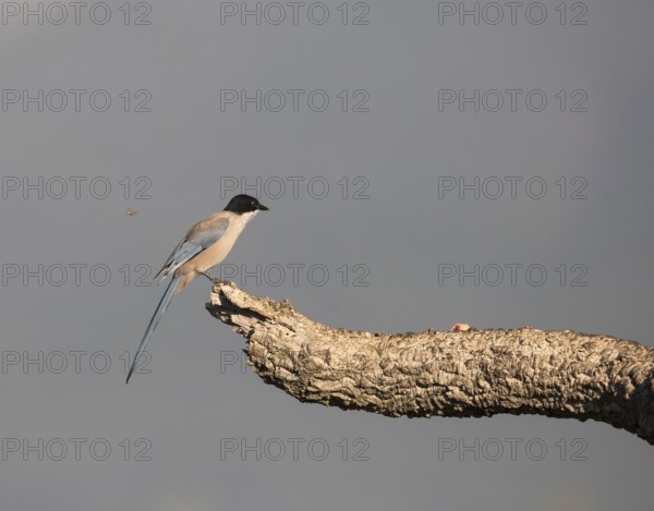 Blue magpie (Cyanopica cooki), Extremadura, Castilla La Mancha, Spain