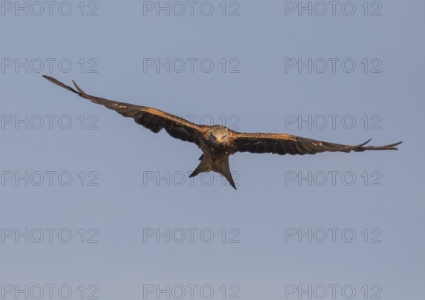 Red kite (Milvus milvus), Extremadura, Castilla La Mancha, Spain