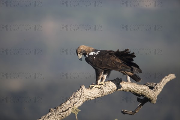 Iberian Eagle (Aquila adalberti), Spanish imperial eagle, Extremadura, Castilla La Mancha, Spain