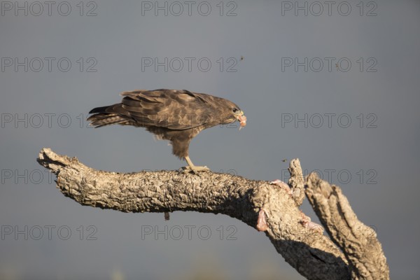 Common buzzard (Buteo buteo), Extremadura, Castilla La Mancha, Spain