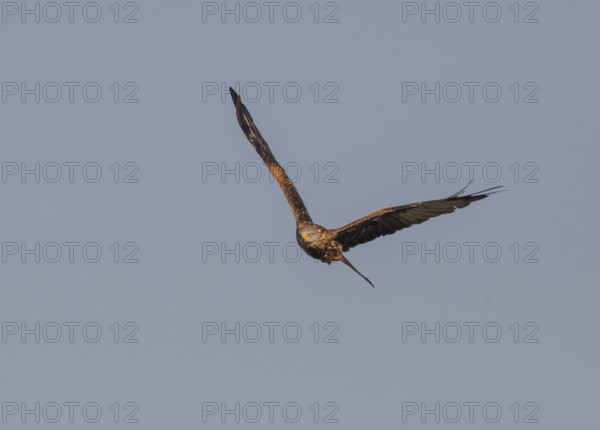 Red kite (Milvus milvus) in the landscape of Extremadura, Castilla La Mancha, Spain