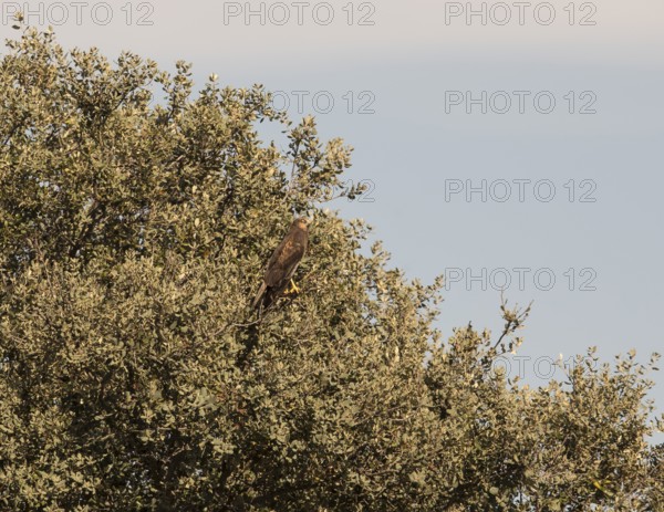 Marsh harrier (Circus aeruginosus), Extremadura, Castilla La Mancha, Spain