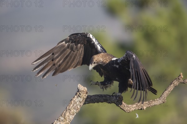 Iberian Eagle (Aquila adalberti), Spanish imperial eagle, Extremadura, Castilla La Mancha, Spain