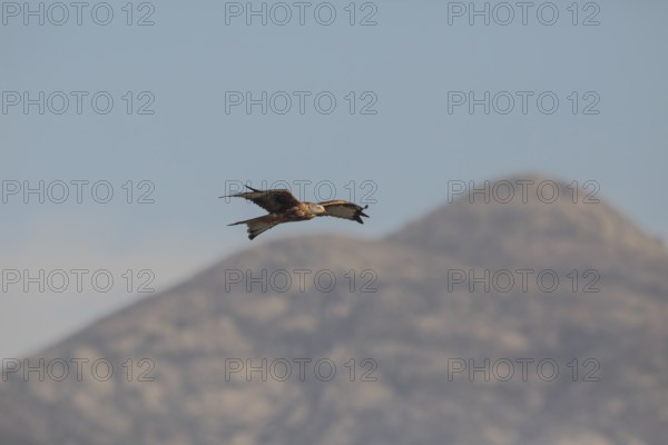 Red kite (Milvus milvus), Extremadura, Castilla La Mancha, Spain