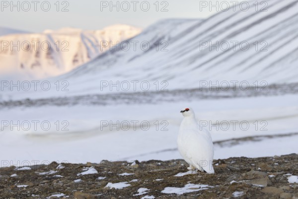 Rock ptarmigan (Lagopus muta hyperborea) male in white winter plumage with red eyebrows on snow covered tundra in spring on Svalbard, Spitsbergen
