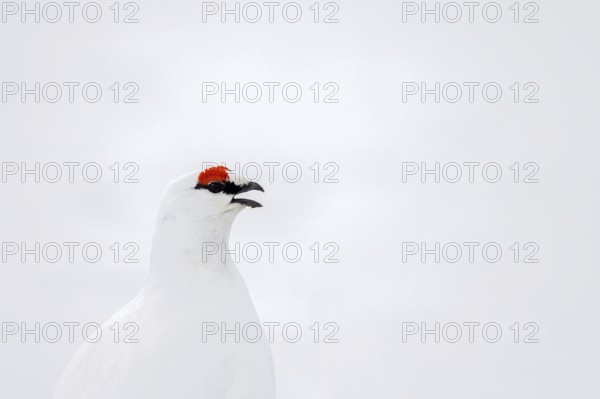 Rock ptarmigan (Lagopus muta hyperborea) male with red eyebrows showing white winter camouflage colour on snow covered tundra in spring on Svalbard