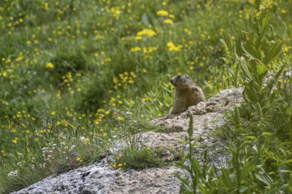 Marmot (Marmota marmota), Monte Baldo, Veneto, Italy
