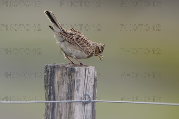 Chirping skylark (Alauda arvensis) on a fence post, Lower Rhine, North Rhine-Westphalia, Germany