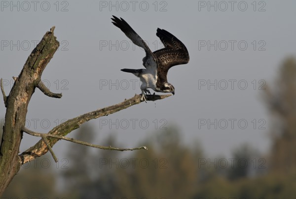 Osprey (Pandion haliaetus) flying from a tree, Lower Rhine, North Rhine-Westphalia, Germany