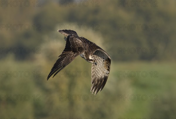 Osprey (Pandion haliaetus) in a dive, Lower Rhine, North Rhine-Westphalia, Germany