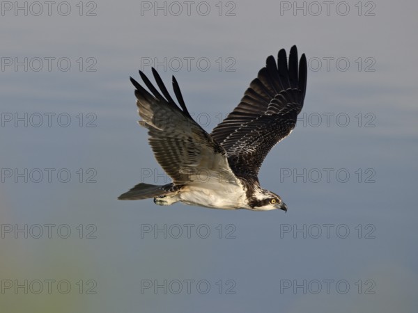 Flying osprey (Pandion haliaetus), Lower Rhine, North Rhine-Westphalia, Germany
