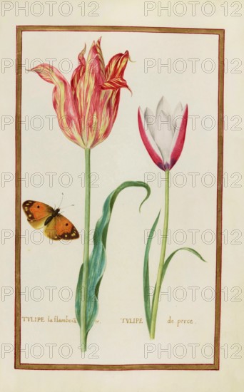 Tulips, Historical, digitally enhanced reproduction from Theatrum florae (1624) by Daniel Rabel (1578 - 1637)