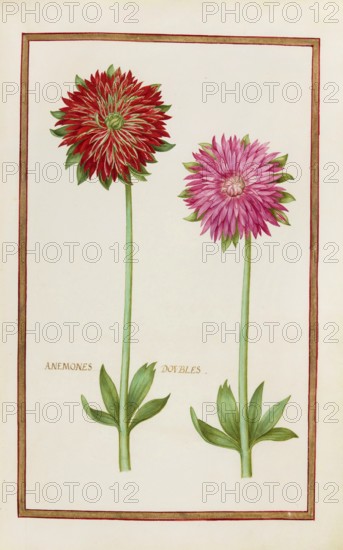 Anemone doubles, double anemone, historical, digitally enhanced reproduction from Theatrum florae (1624) by Daniel Rabel (1578 - 1637)