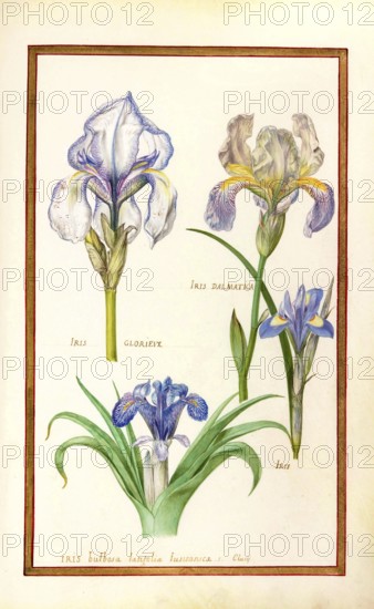 Iris, iris, historical, digitally enhanced reproduction from Theatrum florae (1624) by Daniel Rabel (1578 - 1637)