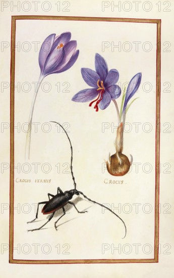 Crocus vernus, spring crocus, historical, digitally enhanced reproduction from Theatrum florae (1624) by Daniel Rabel (1578 - 1637)