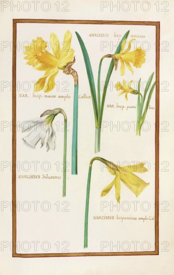 Narcissus, Narcissus, historical, digitally enhanced reproduction from Theatrum florae (1624) by Daniel Rabel (1578 - 1637)