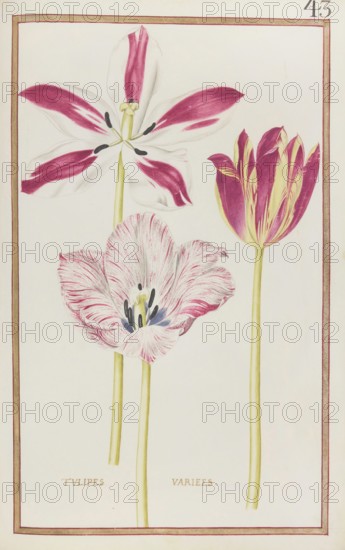 Tulips, Historical, digitally enhanced reproduction from Theatrum florae (1624) by Daniel Rabel (1578 - 1637)