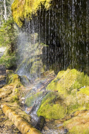 Dietfurt Waterfall, a moss waterfall in the Wutach Gorge, Black Forest, Baden-Württemberg, Germany