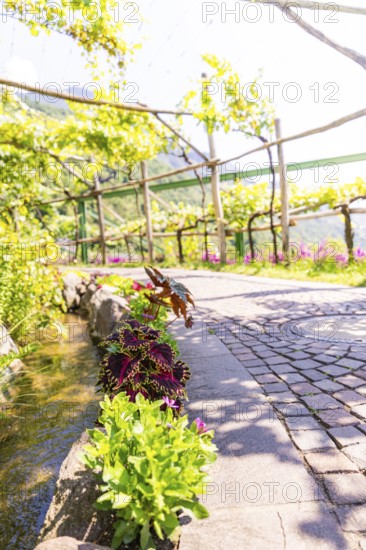 Stone path in a sunny garden with lush greenery and flowers, Botanical Garden, The Gardens of Trauttmansdorff Castle, Merano, South Tyrol, Italy