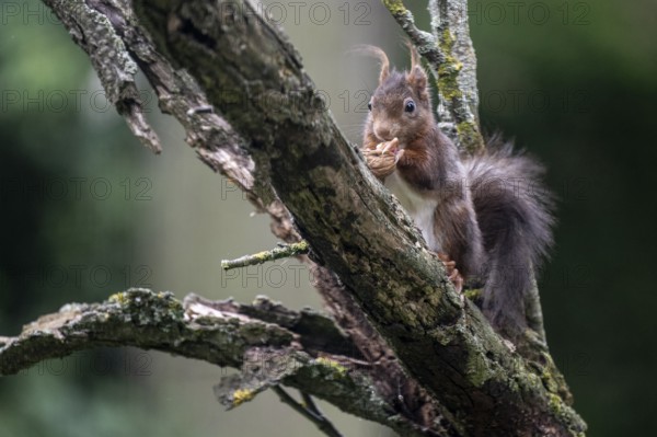 Squirrel (Sciurus vulgaris), North Rhine-Westphalia, Germany