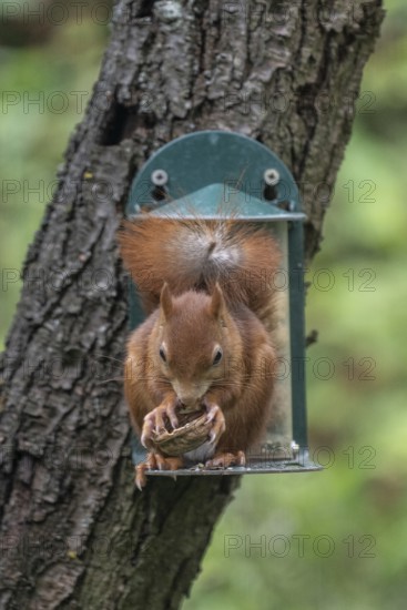 Squirrel (Sciurus vulgaris) at the feeder, North Rhine-Westphalia, Germany
