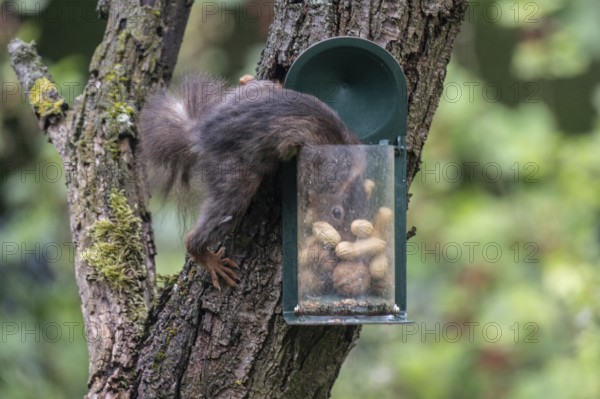 Squirrel (Sciurus vulgaris) at the feeder, North Rhine-Westphalia, Germany