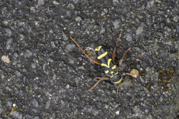 Common ram (Clytus arietis), North Rhine-Westphalia, Germany