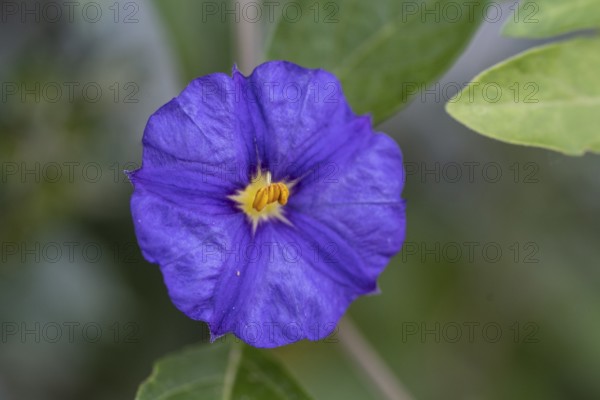 Gentian bush (Lycianthes rantonnetii), Veneto, Italy
