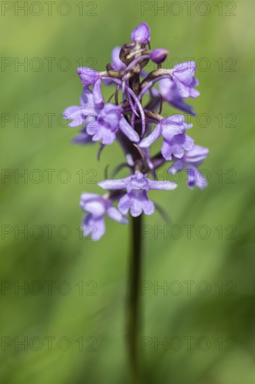 Gymnadenea conopsea, Monte Baldo, Veneto, Italy