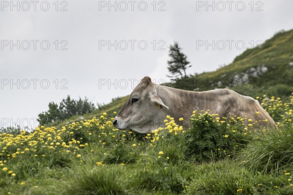 Cow (Bos taurus) on the mountain pasture, Monte Baldo, Veneto, Italy