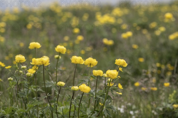 Troll flowers (Trollius europaeus), Monte Baldo, Veneto, Italy