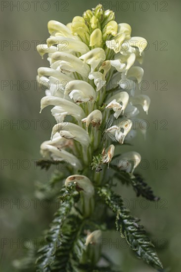 Crested lousewort (Pedicularis comosa), Monte Baldo, Veneto, Italy