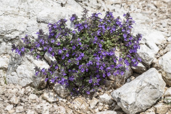 Alpine stonecrop (Clinopodium alpinum), Monte Baldo, Veneto, Italy