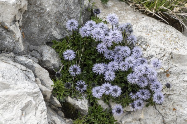 Heart-shaped globe flower (Globularia cordifolia), Monte Baldo, Veneto, Italy
