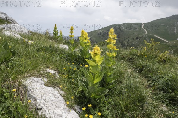 Great yellow gentian (Gentiana lutea), Monte Baldo, Veneto, Italy