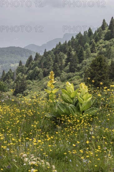 Great yellow gentian (Gentiana lutea), Monte Baldo, Veneto, Italy