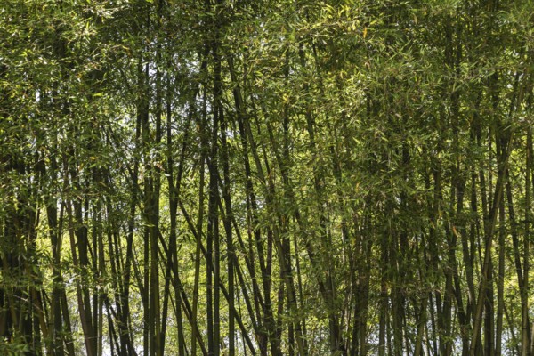 Bamboo (Phyllostachys), Lombardy, Italy