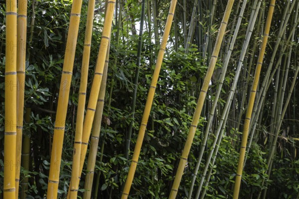 Bamboo (Phyllostachys aurea), Lombardy, Italy