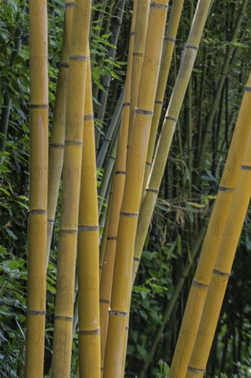 Bamboo (Phyllostachys aurea), Lombardy, Italy