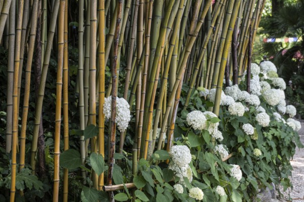 Bamboo (Phyllostachys) and hydrangea (Hydrangea), Lombardy, Italy