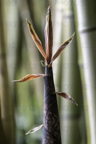 Bamboo (Phyllostachys edulis), young shoots, Lombardy, Italy