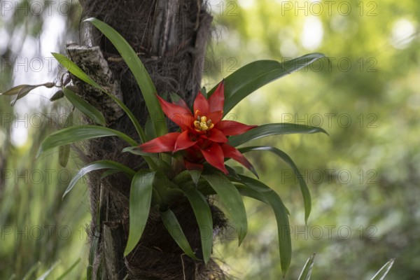 Bromeliad (Bromelia), Lombardy, Italy