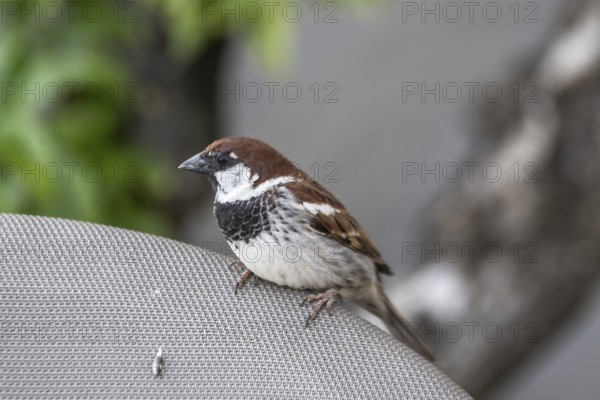 Italian sparrow (Passer italiae), Lombardy, Italy