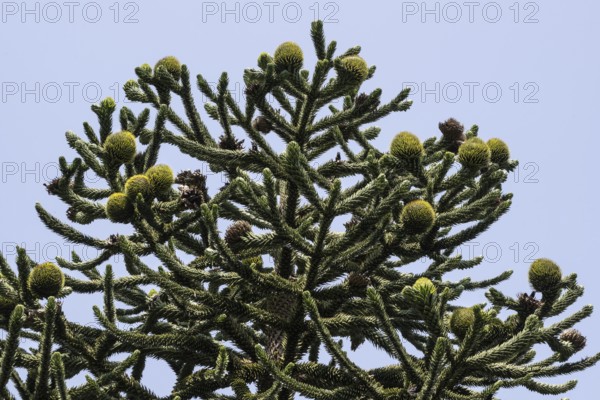 Araucaria (Araucaria araucana), Lombardy, Italy