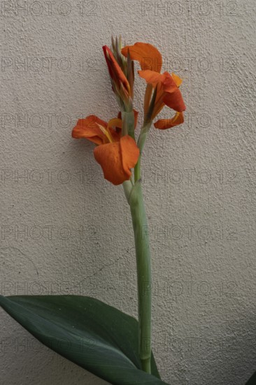 Pretoria Canna Lily (Canna indica), Veneto, Italy