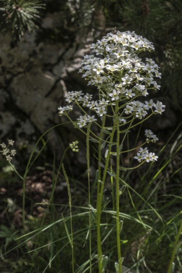 Saxifrage (Saxifraga hostii), Veneto, Italy