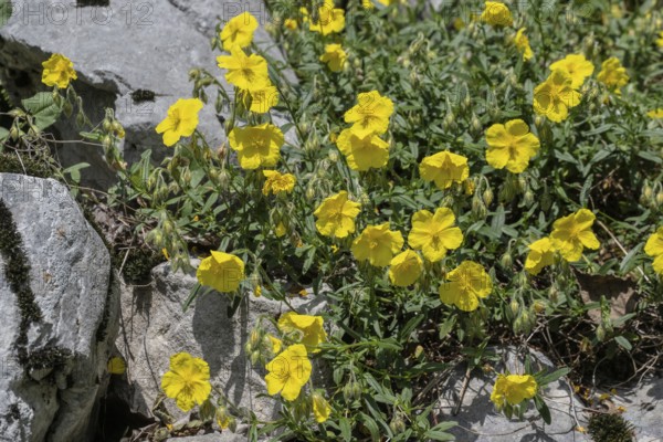 Sunflower (Helianthemum canum), Veneto, Italy