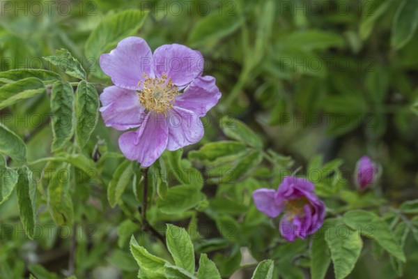Cinnamon rose (Rosa majalis), Veneto, Italy